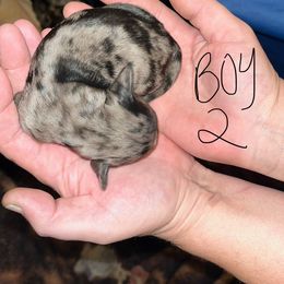 Boy 2 - Dapple male Dachshund puppy in Oshkosh, Wisconsin from Tammy’s  Mini Dachshunds