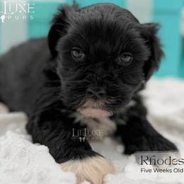 Rhodes - Black and white male Shorkie puppy in Scottsdale, Arizona from Lil Luxe Pups
