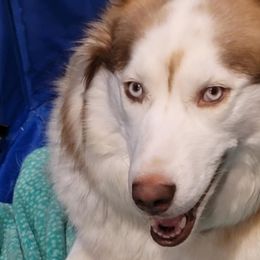 Siberian Huskies from Into the Mystic Siberian Huskies