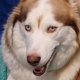 Siberian Huskies from Into the Mystic Siberian Huskies