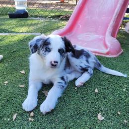 Jade - Slate merle female Border Collie puppy in Morgan, Texas from Shooting Star Ranch