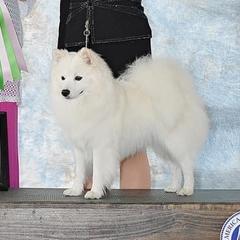 American Eskimo Dogs from Sondra Dankberg's American Eskimo Dogs