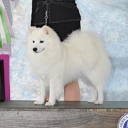 American Eskimo Dogs from Sondra Dankberg's American Eskimo Dogs