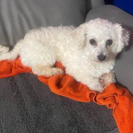 Fifi - White female Bichon Frise puppy in Cave City, Kentucky from Loretta's Pups