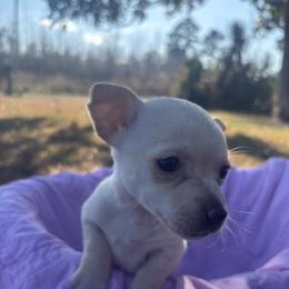 Snow - White female Chihuahua puppy in Scranton, South Carolina from The Magnolia Pawlor, LLC