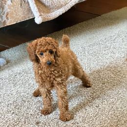 Penny - Red  female Poodle puppy in Colerain, North Carolina from Lisa's Poodles