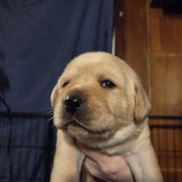 Pink Female - Yellow female Labrador Retriever puppy in Andrews, South Carolina from Leyland Cypress Retrievers