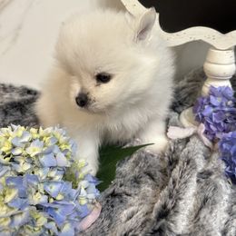 Snow - White male Pomeranian puppy in Scio, Oregon from Mac Daddy Poms