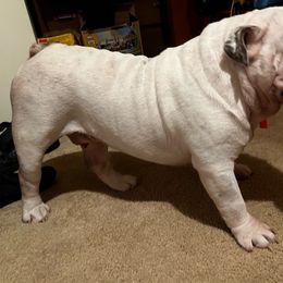 Steve - Bulldog
