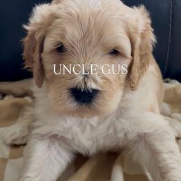 Golden Mountain Doodle Puppies from Belles Golden Mountain Doodles