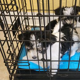 Morkie Puppies from My Precious Pups