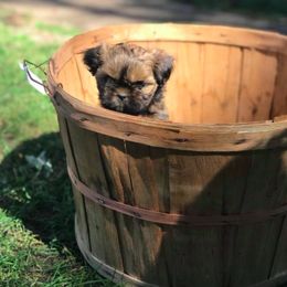 Newfoundland and Shih Tzu Puppies from Grand Meadow Newfoundlands