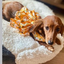 Lily - Dachshund