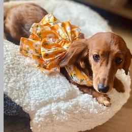 Lily - Dachshund