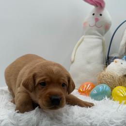 Orange - Yellow male Labrador Retriever puppy in Heath Springs, South Carolina from Rich Hill Retrievers