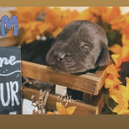 Blue Male - Chocolate male Labrador Retriever puppy in Carrollton, Virginia from Southern Heritage Retrievers