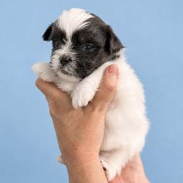 Cannon - Blue and white male Shih Tzu puppy in Tallahassee, Florida from Bows and Bow Ties