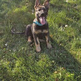German Shepherd Puppies from Von Thomson Haus