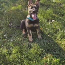 German Shepherd Puppies from Von Thomson Haus