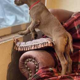 Irish Terrier and Scottish Terrier Puppies from Avonlea Terriers