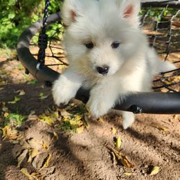 Samoyed Puppies from Carriage Court Kennels