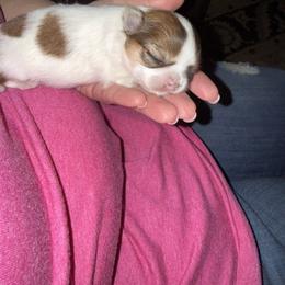 Chihuahua Puppies from Princess Paws LLC