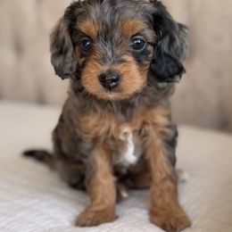 Hugo - Merle male Cavapoo puppy in Beckley, West Virginia from By Design Doodles
