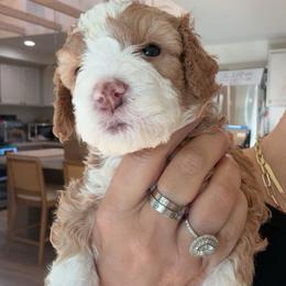 Parima - Red female Bernedoodle puppy in Yuciapa, California from AlltheDoodlez_