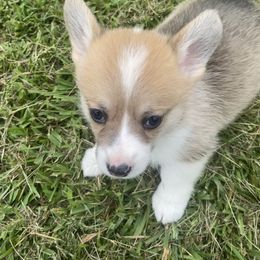 Boy 2 - Pembroke Welsh Corgi puppy in Beulaville, North Carolina from Windy Acres Pembroke Welsh