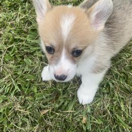 Boy 2 - Pembroke Welsh Corgi puppy in Beulaville, North Carolina from Windy Acres Pembroke Welsh