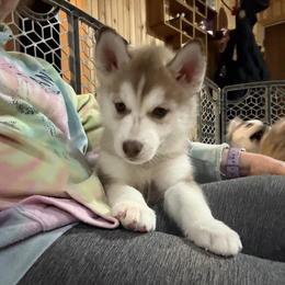 Dublin - Brown and white male Siberian Husky puppy in Avoca, Michigan from Repurposed Paradise Farm