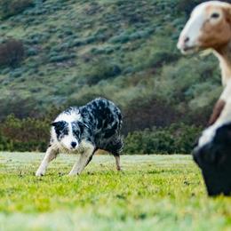 Rock - Border Collie