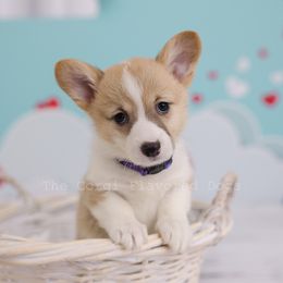 Purple collar - Pembroke Welsh Corgi puppy in Bakersfield, California from The Corgi Flavored Dogs