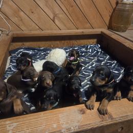 Boy 3 - Black and rust male Doberman Pinscher puppy in Santa Clarita, California from Riviera Dobermans
