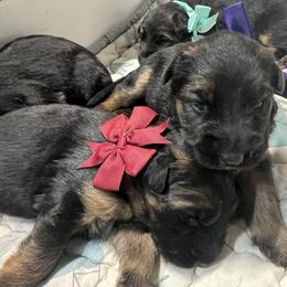 Purple girl - Black and red female German Shepherd puppy in Humboldt, Iowa from Valiant Shepherds