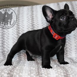 Boy 1 Solid black - Black male French Bulldog puppy in Schaumburg, Illinois from A & B French Bulldogs