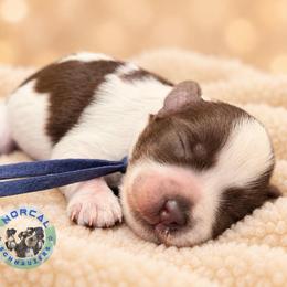 Benji - Parti male Miniature Schnauzer puppy in Magalia, California from NorCal Schnauzers