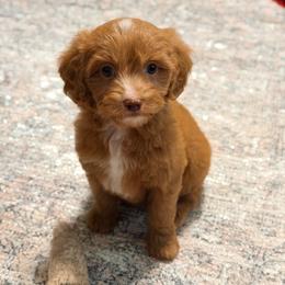 Boots - Red male Cavapoo puppy in Colcord, Oklahoma from Copper Lane Aussies, Doodles & Cavapoos