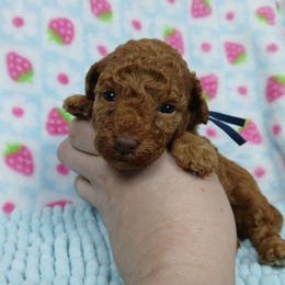 Josephine - Red  female Poodle puppy in Blanch, North Carolina from Faithful Hearts Kennel