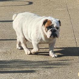 Maggie - Bulldog