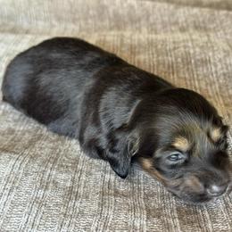 Girl 3 - Black and cream female Dachshund puppy in Allenhurst, Georgia from B’s Dapper Dachshunds