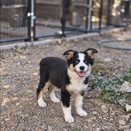 Girl 3 - Black tri-color female Australian Shepherd puppy in Keyser, West Virginia from Heartfelt Hollow Farm