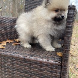 Pomeranian and Shih Tzu Puppies from GA Designer Puppies