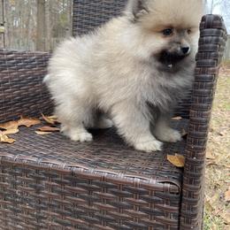 Pomeranian and Shih Tzu Puppies from GA Designer Puppies
