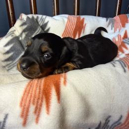 Onyx - Black and tan male Dachshund puppy in Washburn, Tennessee from Broken Arrow Miniature Dachshunds