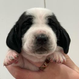 Blue - Black brown and white male Basset Hound puppy in Douglas, Georgia from Huffer Hounds and Havanese