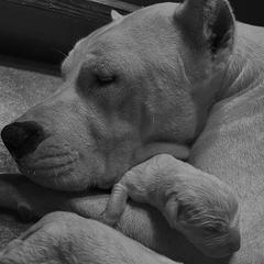 Enlace - Dogo Argentino