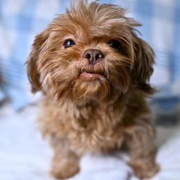 Luna - Liver and white female Shih Tzu puppy in Montrose, Colorado from Nana's Happy Pups