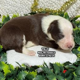 Tilly - Red tri-color female Australian Shepherd puppy in Bethany, Connecticut from Wynter Thyme Manor Australian shepherds