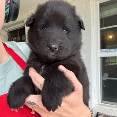 Eureka - Black Belgian Sheepdog puppy in Guntersville, Alabama from Ozma Belgians